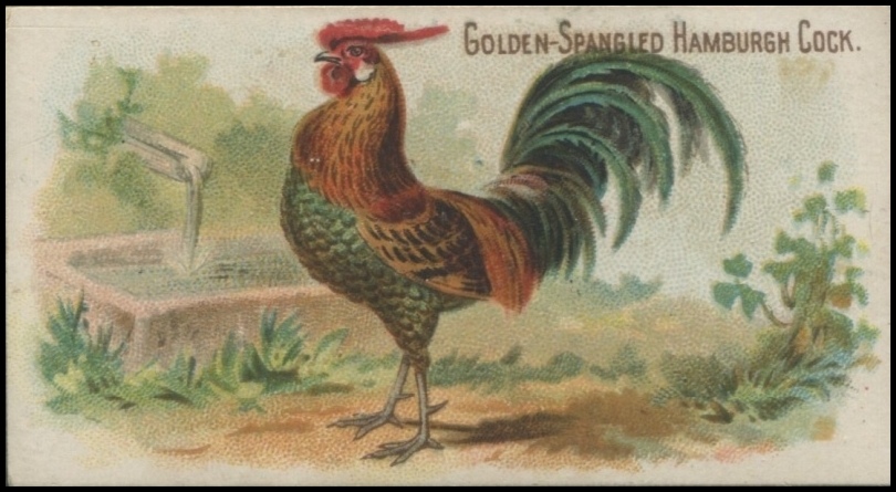 Golden Spangled Hamburgh Cock